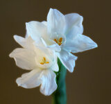 paperwhite narcissus.jpeg