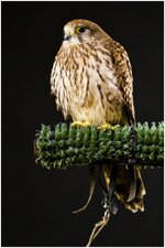 6U1A2696.jpg 6U1A2696.jpg