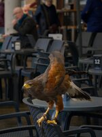 om-1 mark ii-2054752.jpg