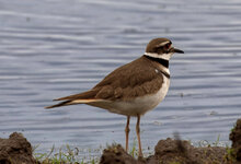 kildeer.jpg