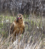 red tail with snack.jpg