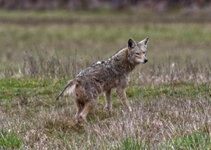 coyote.jpg