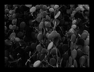 om-1 mark ii-2257352.resized.jpg