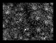 om-1 mark ii-2257368.resized.jpg