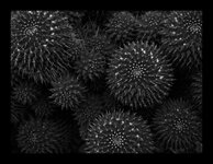 om-1 mark ii-2257370.resized.jpg