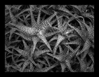 om-1 mark ii-2257374.resized.jpg