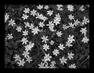 om-1 mark ii-2257381.resized.jpg