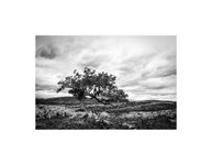 Sleights Pasture Tree Ribblehead.jpg