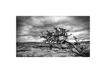 Yorkshire Dales Landscape and Tree.jpg
