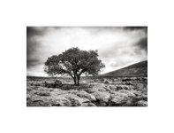 Limestone Pavement and Tree.jpg