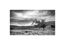Sleights Pasture Yorkshire Dales National Park Tree.jpg
