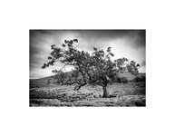 Tree and Limestone Pavement Yorkshire Dales National Park.jpg