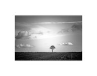 Solitary Tree East Riding of Yorkshire Sledmere Rudston.jpg