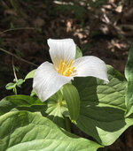 trillium.jpg