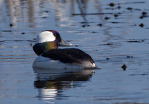 bufflehead.jpg