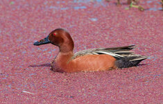 cinnamon teal 2.jpg