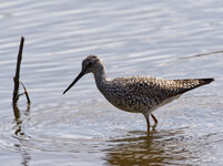 lesser yellowlegs.jpg