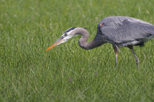 Great blue heron in the wild.png
