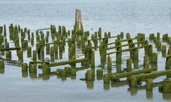 pilings.jpg