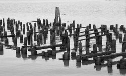 pilings bnw.jpg