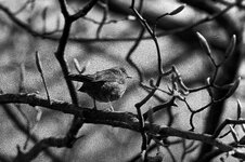 Kodak BW XX Sigma-18.jpeg