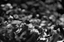 Kodak BW XX Sigma-23.jpeg