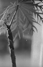 Kodak BW XX Sigma-4.jpeg