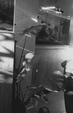 Kodak BW XX Sigma-5.jpeg