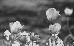 Kodak BW XX Sigma-1.jpeg