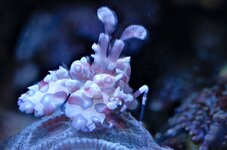 Harlequin Stack 6 images.jpeg