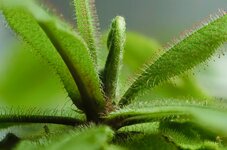 Sword Leaf Sundew Stack.jpeg