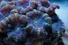 Micromusa Stack-1-1.jpeg