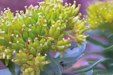 SD15 Sedum Stack.jpeg