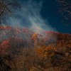 Misty leaves.jpg Misty leaves.jpg