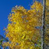yellow tree.jpg yellow tree.jpg