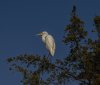 Eastern Great Egret 3.jpg