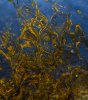 leaf reflection abstract.jpg