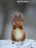 Red Squirrel Face On (1).jpg