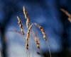 Grasses orig1200.jpg