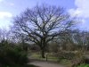 Burlish Tree Spring.jpg