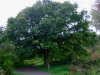 burlishtreesummer.JPG