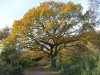 burlishtreeautumn.JPG