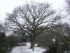 burlishtreewinter.jpg