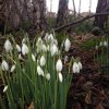 Snowdrops800.jpg