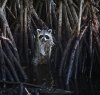 raccoon 1.jpg