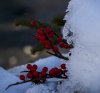 berries and ice.jpg