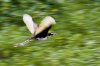 flying away by the swump.jpg