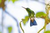 The hummingbird_MG_0081.jpg