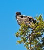 the American Condor.jpg