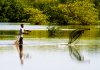 fishing in the swump, T&T, West Indies.jpg